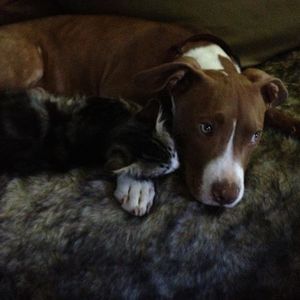 Meet your Posher, Frank